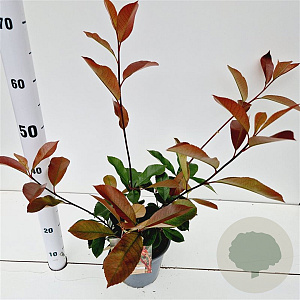 Photinia fraseri 'Red Robin' 40-50 cm 2,5L