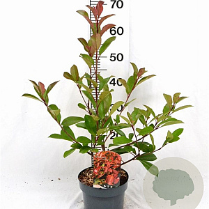 Photinia fraseri 'Red Robin' 40-50 cm 3,0L