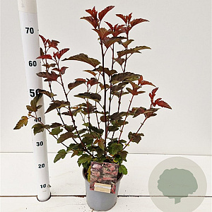 Physocarpus opulif. Lady in Red 30-40 cm 2,5L