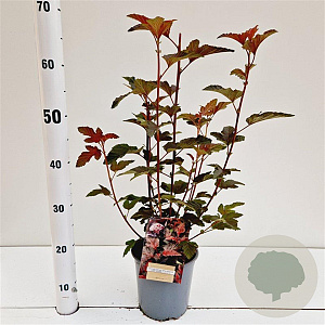 Physocarpus opulif. Lady in Red 30-40 cm 2,5L