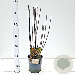 Physocarpus opulif. 'Red Baron' 30-40 cm 2,5L