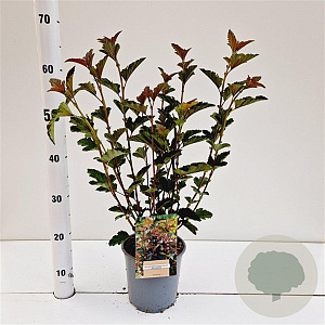 Physocarpus opulif. 'Red Baron' 30-40 cm 2,5L