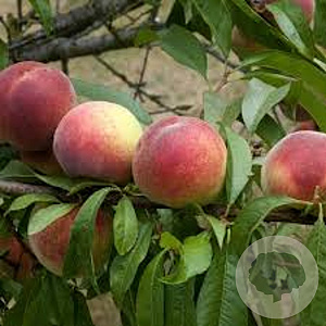 Prunus persica 150-175 cm 10L