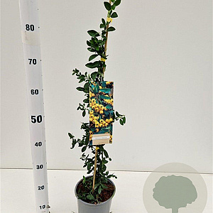 Pyracantha 'Soleil d'Or' 70-80 cm 2,5L