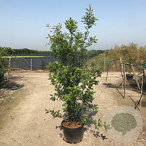 Quercus ilex 100-125 cm 50L