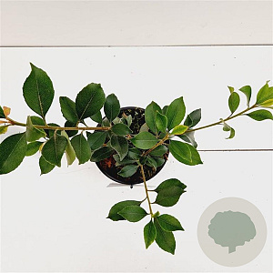 Rhaphiolepis del. 'Coates' Crimson' 20-30 cm 2,0L/ES17