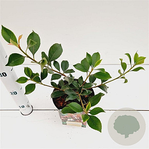 Rhaphiolepis del. 'Coates' Crimson' 20-30 cm 2,0L/ES17