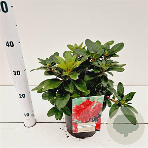 Rhododendron (F) 'Bengal' 25-30 cm 3,0L