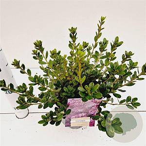 Rhododendron (AJ) Geisha Purple 20-30 cm 2,5L