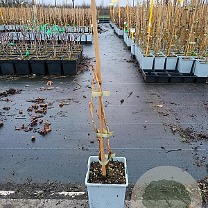 Ribes nigr. 'Öjebyn' 30-40 cm P15