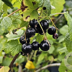 Ribes nigr. 'Öjebyn' 40-50 cm 3,0L