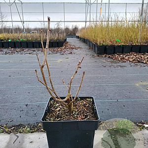 Ribes rub. 'Gloire des Sablons' 30-40 cm 3,0L