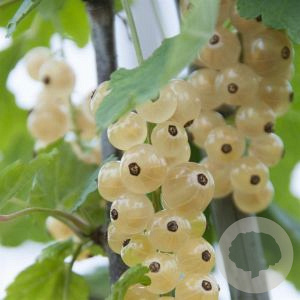 Ribes rub. 'Witte Hollander' GM wortelgoed 3 tak