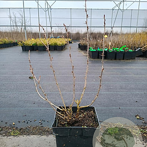 Ribes u.-c. Hinnonmäki Grön 40-50 cm 3,0L