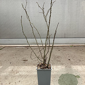 Rosa (o) rubiginosa 50-60 cm C1.5