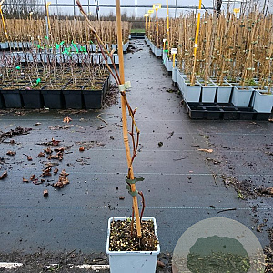 Rubus 'Boysen Thornless' 50-60 cm C1.5