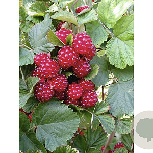 Rubus 'Dorman Red' 10-20 cm 2,0L