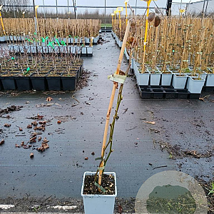 Rubus frut. 'Black Satin' 50-60 cm C1.5