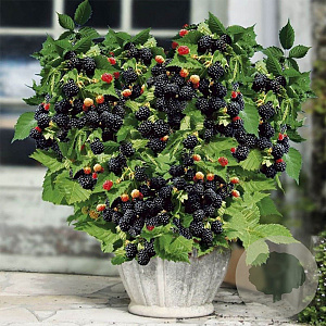 Rubus frut. 'Little Black Prince' 50-60 cm 3,0L