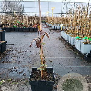 Rubus frut. 'Navaho' 50-60 cm 3,0L