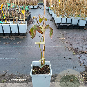 Rubus frut. 'Triple Crown' 40-50 cm C1.5