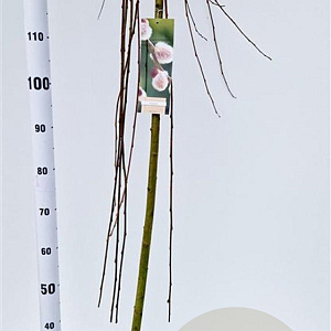 Salix caprea 'Kilmarnock' 150 cm stam 7,5L