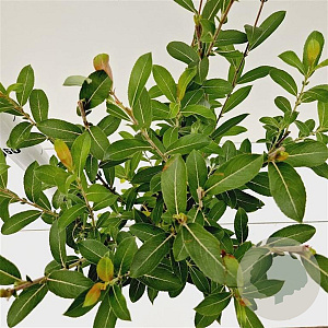 Salix gracilistyla 'Mt. Aso' 40-50 cm 2,5L