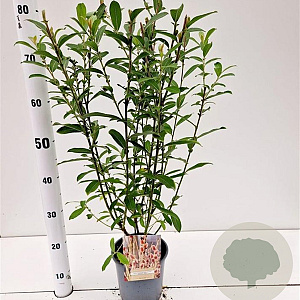 Salix gracilistyla 'Mt. Aso' 40-50 cm 2,5L
