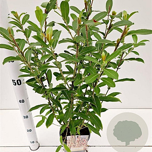 Salix gracilistyla 'Mt. Aso' 40-50 cm 2,5L
