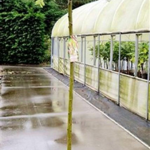 Salix integra 'Hakuro-nishiki' 150 cm stam 7,5L