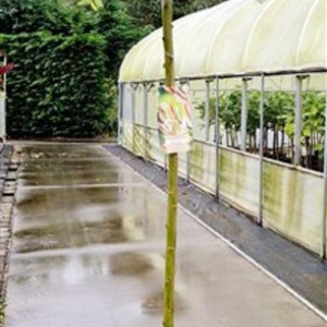 Salix integra 'Hakuro-nishiki' 150 cm stam 7,5L