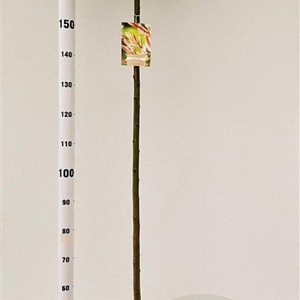 Salix integra 'Hakuro-nishiki' 150 cm stam 7,5L