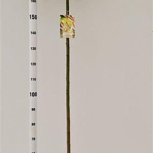 Salix integra 'Hakuro-nishiki' 150 cm stam 7,5L