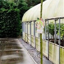 Salix integra 'Hakuro-nishiki' 180 cm stam 7,5L