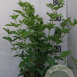 Sambucus nigra 60-80 cm 10L