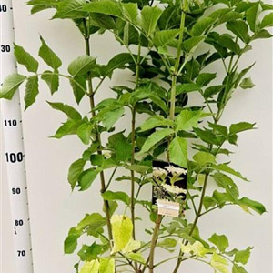 Sambucus nigra 60-80 cm 10L