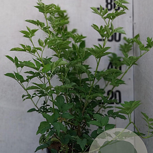 Sambucus nigra 60-80 cm 10L