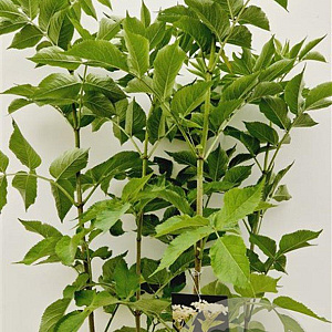 Sambucus nigra 80-100 cm 10L