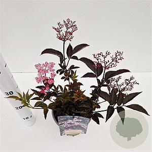 Sambucus nigra Black Beauty 20-30 cm 2,5L
