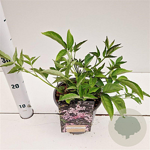 Sambucus nigra Black Beauty 20-30 cm 2,5L
