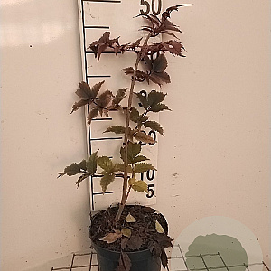 Sambucus nigra Black Tower 30-40 cm 3,0L