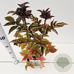 Sambucus nigra Black Tower 30-40 cm 3,0L