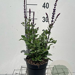 Salvia nem. 'Caradonna' GM 2,0L