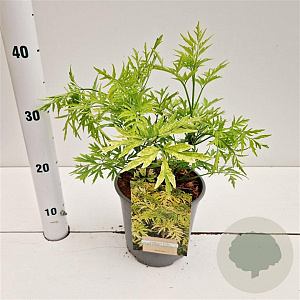 Sambucus nigra Golden Tower 30-40 cm 2,5L
