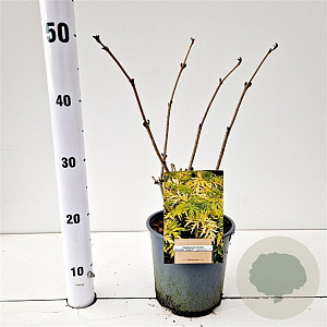 Sambucus nigra Golden Tower 30-40 cm 2,5L