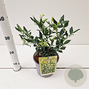 Sarcococca ruscifolia 20-25 cm 2,0L