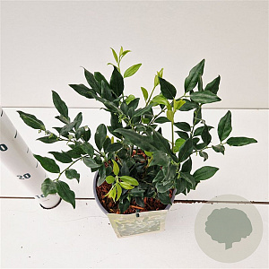 Sarcococca ruscifolia 20-25 cm 2,0L