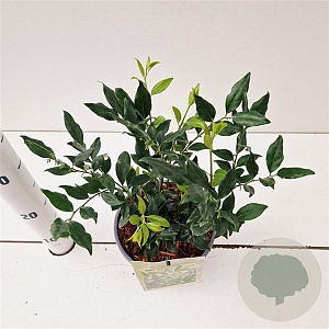 Sarcococca ruscifolia 20-25 cm 2,0L