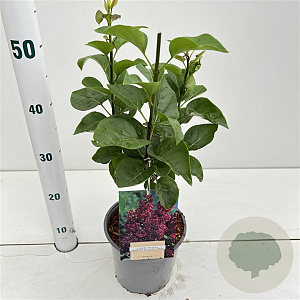 Syringa v. 'And. an Ludwig Späth' 30-40 cm 2,5L