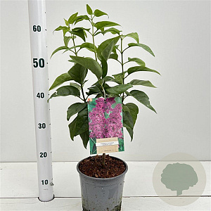 Syringa v. 'Charles Joly' GM 2,5L
